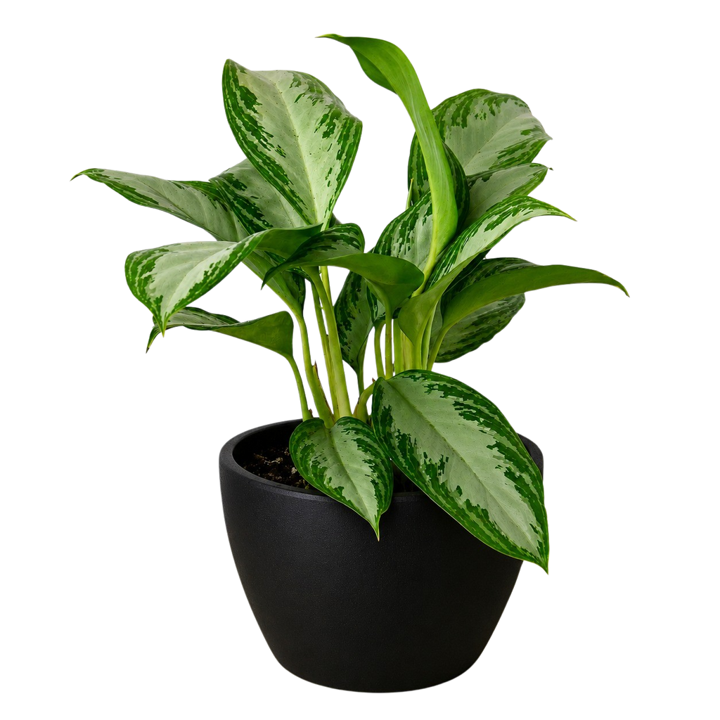 Chinese Evergreen 'Silver Bay'