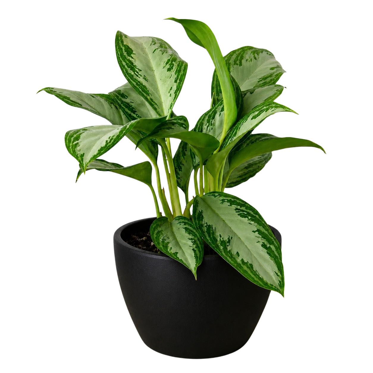Chinese Evergreen 'Silver Bay'
