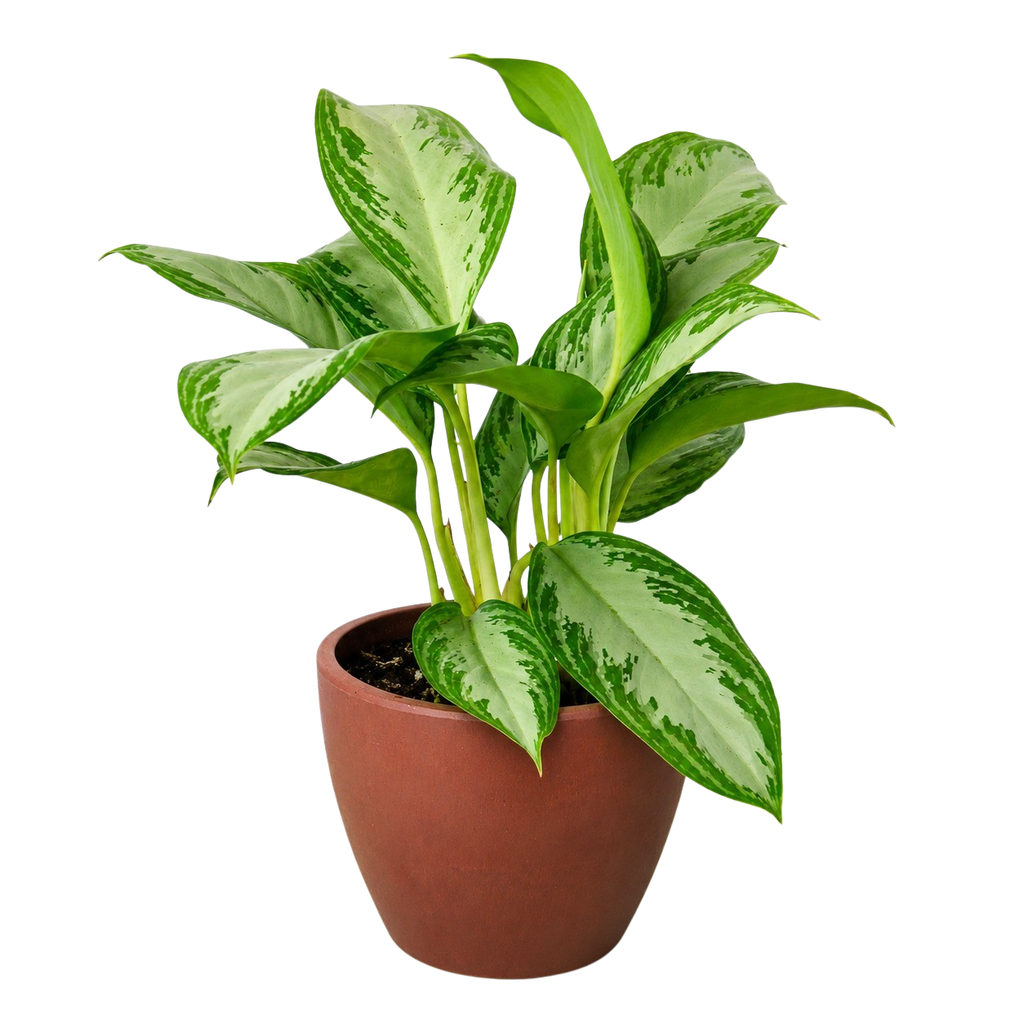 Chinese Evergreen 'Silver Bay'