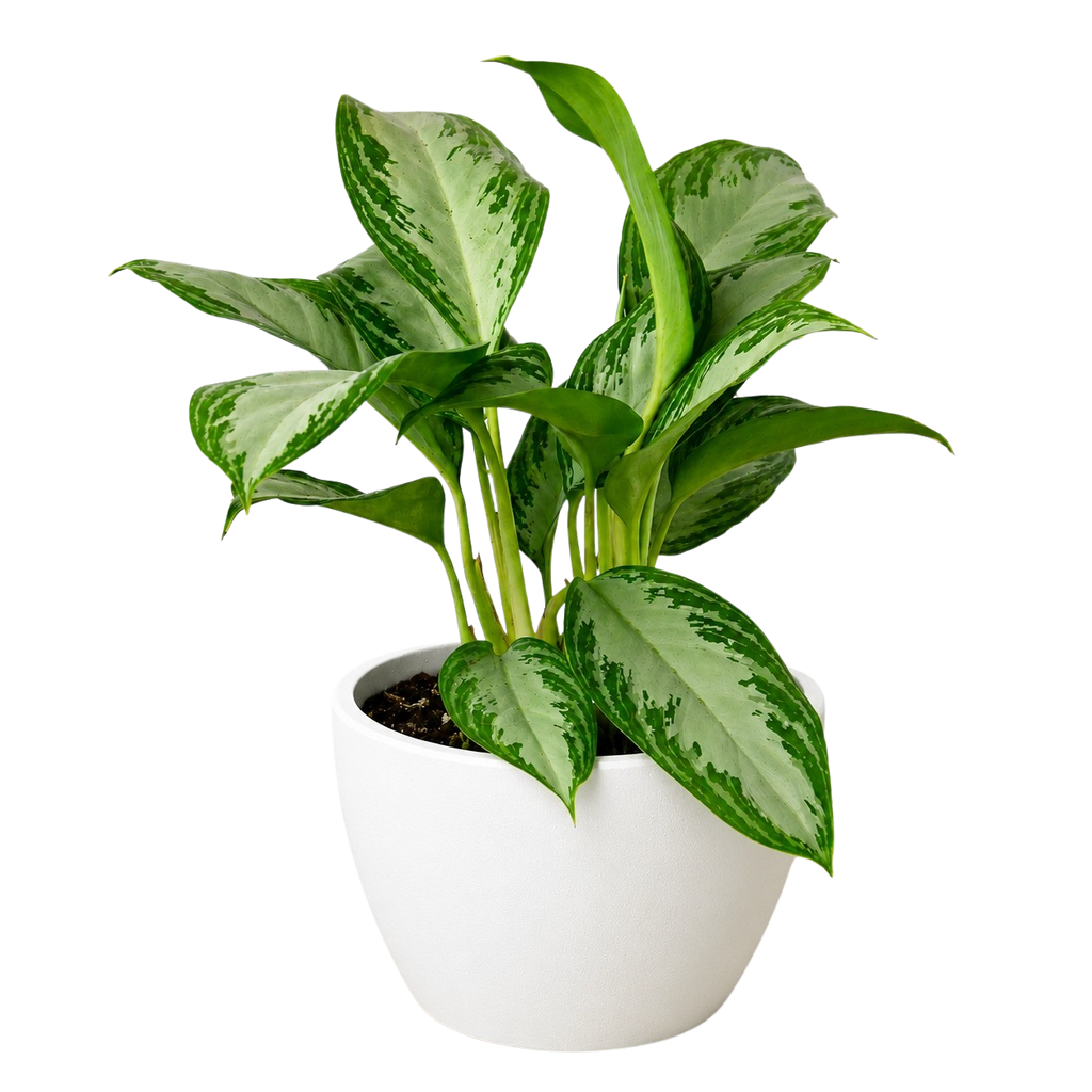 Chinese Evergreen 'Silver Bay'