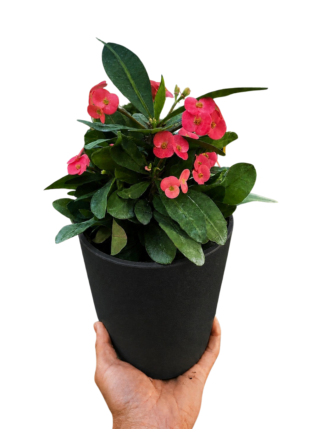 Crown of Thorns
