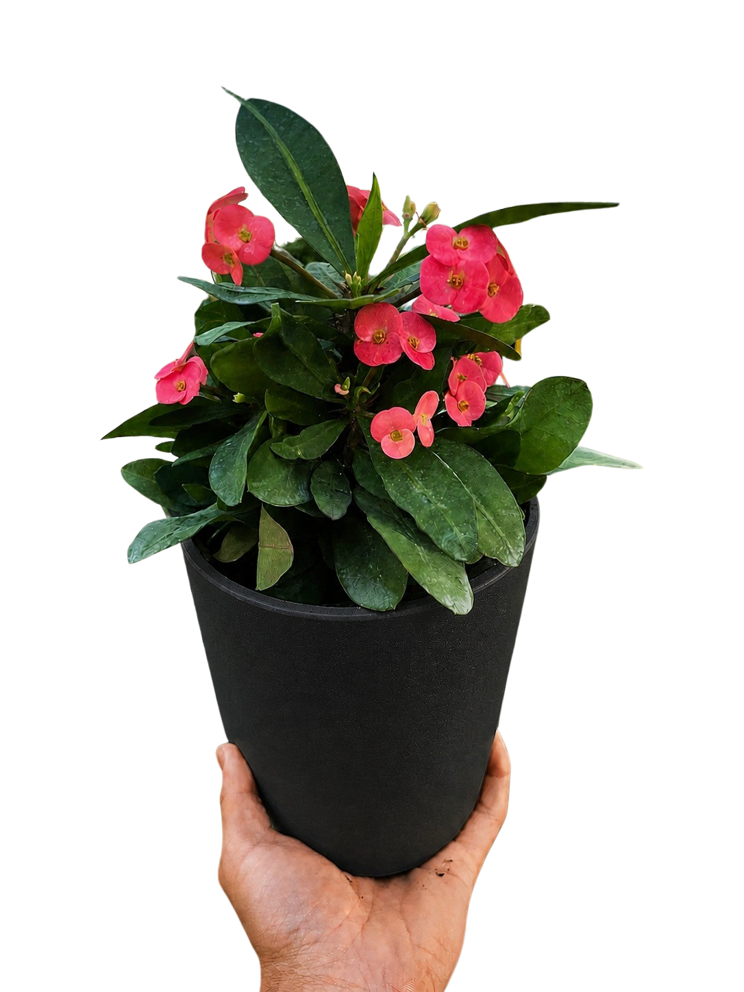 Crown of Thorns