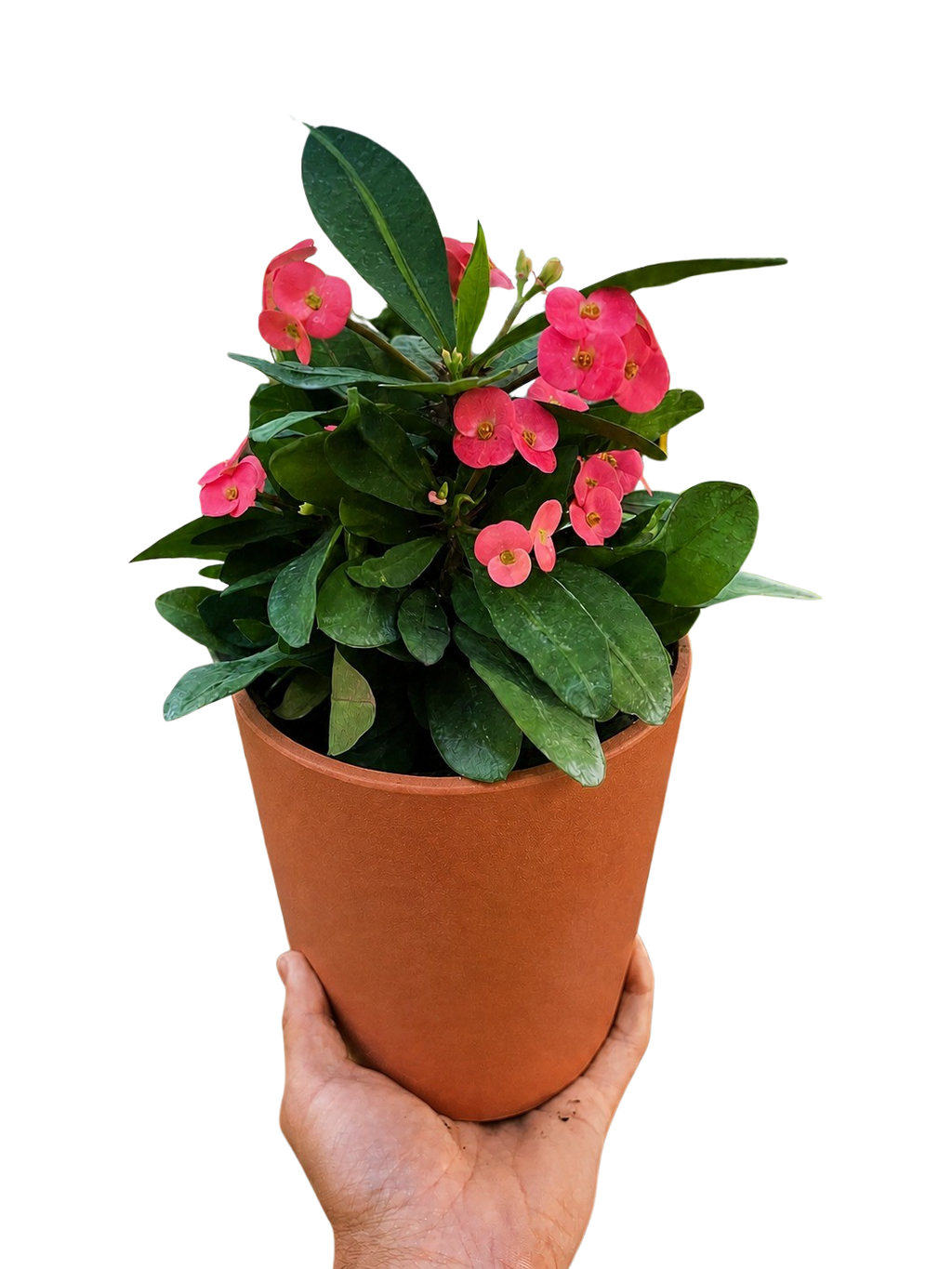 Crown of Thorns