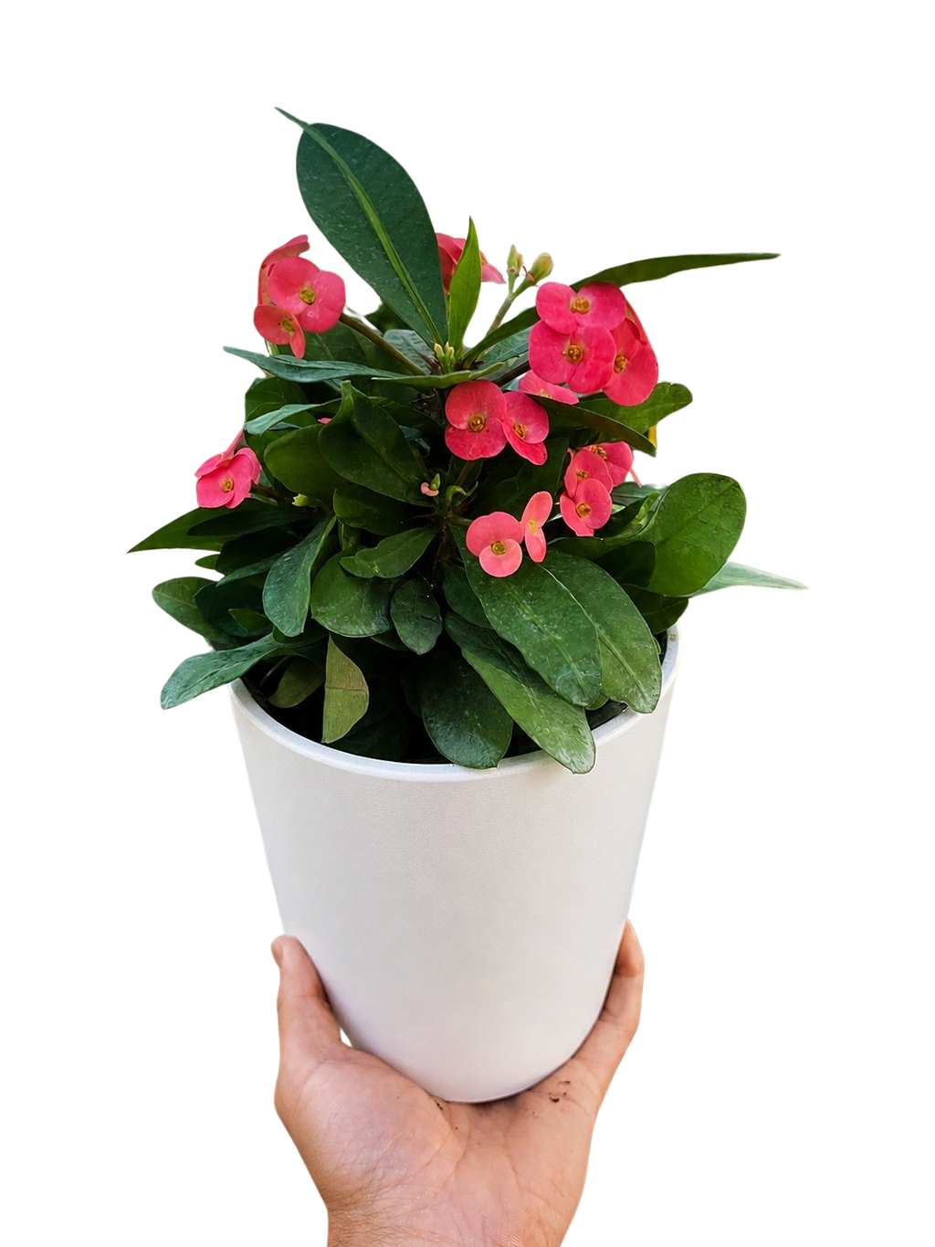 Crown of Thorns