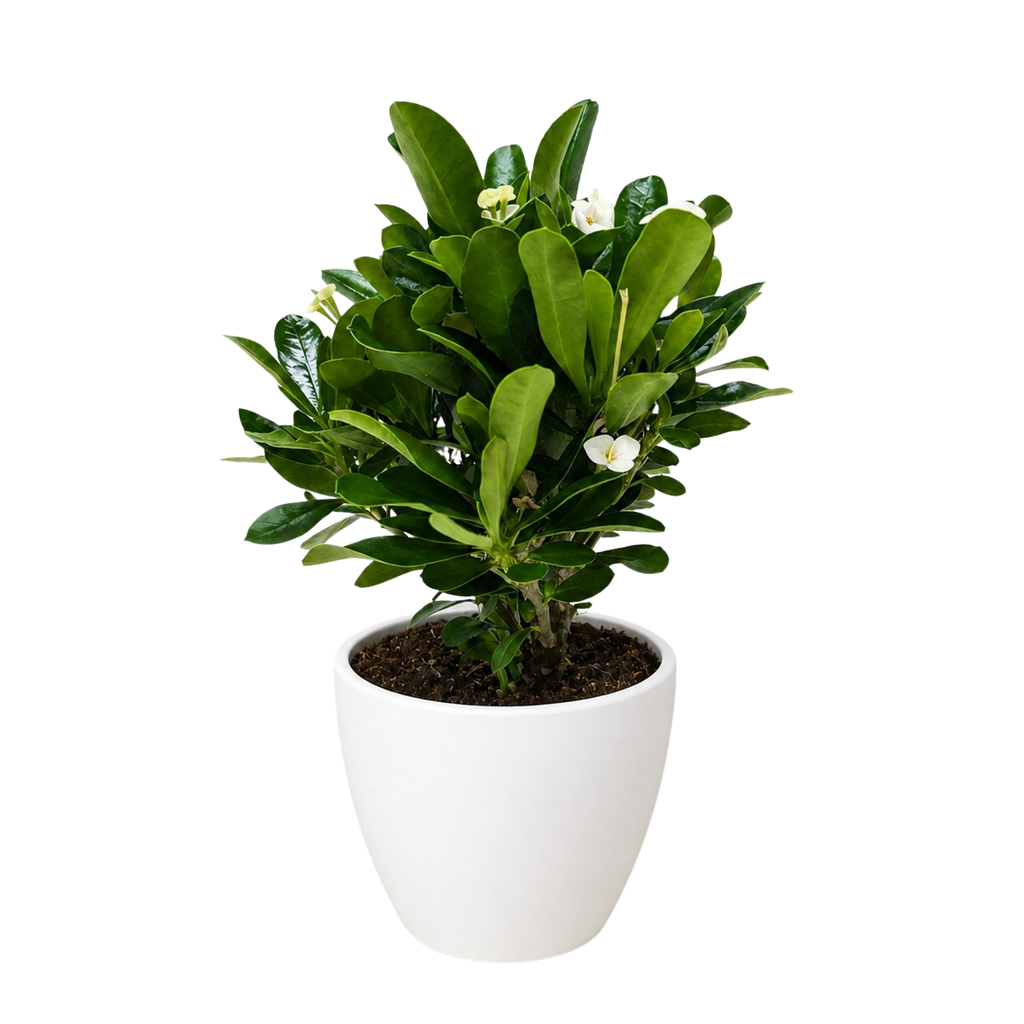 Crown of Thorns
