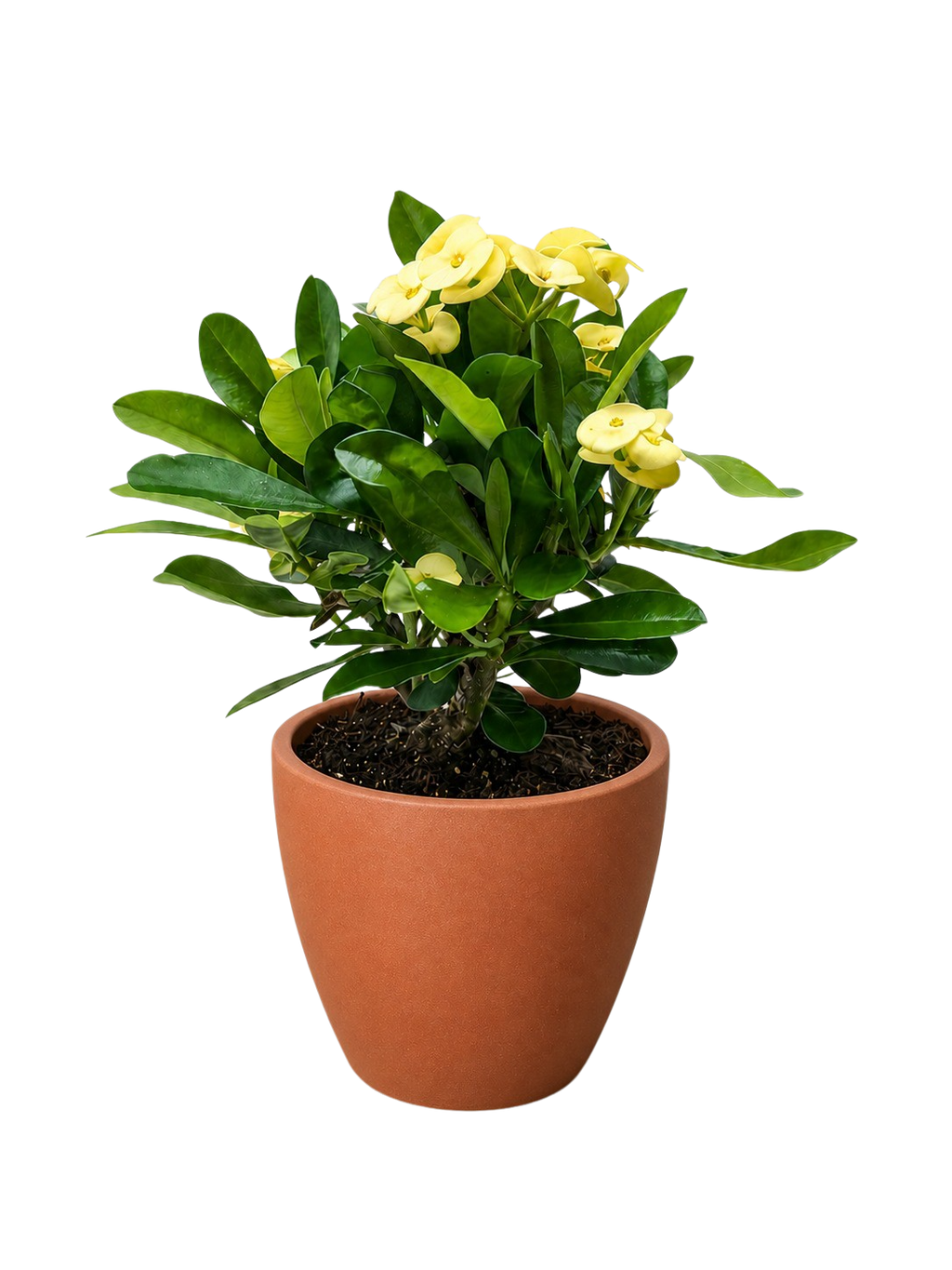 Crown of Thorns