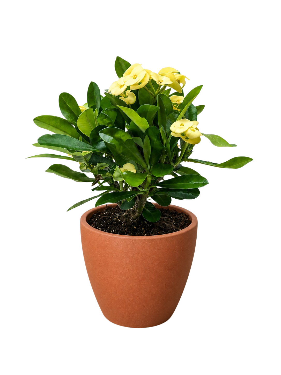 Crown of Thorns