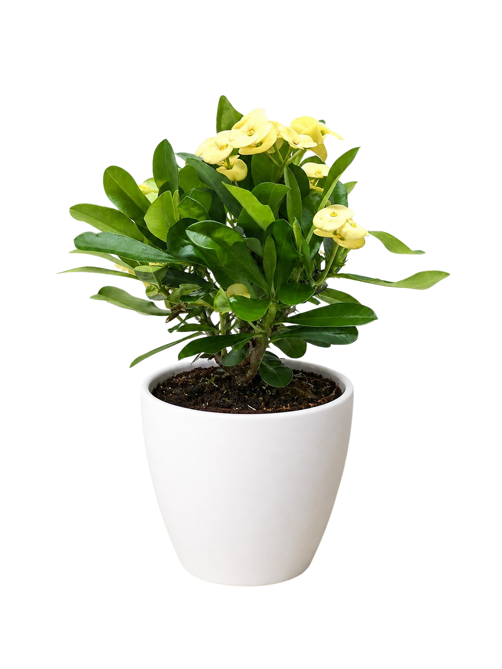 Crown of Thorns