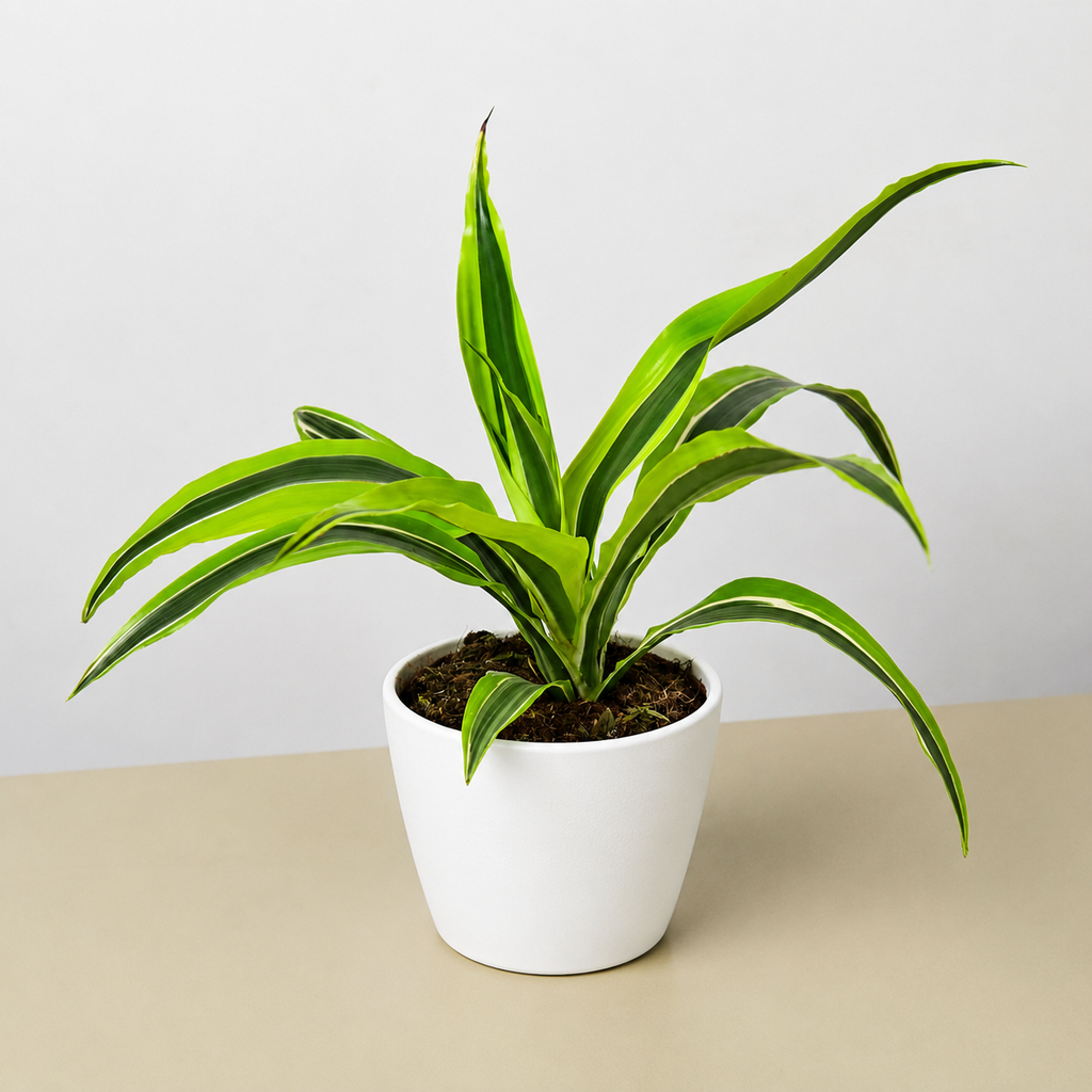 Dracaena 'Lemon Lime'