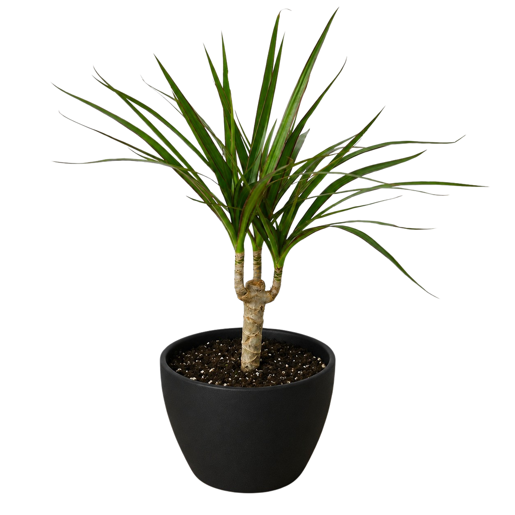 Dracaena 'Marginata Cane'