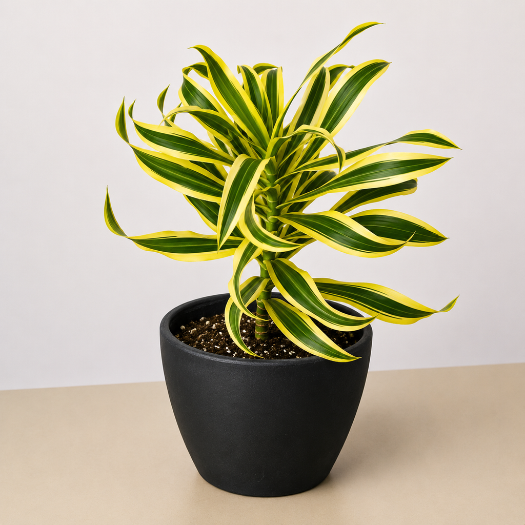 Dracaena Song of India