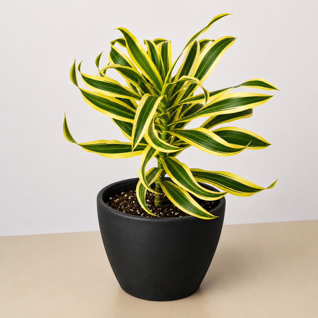 Dracaena Song of India