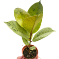Ficus 'shivereana' (Moonshine)