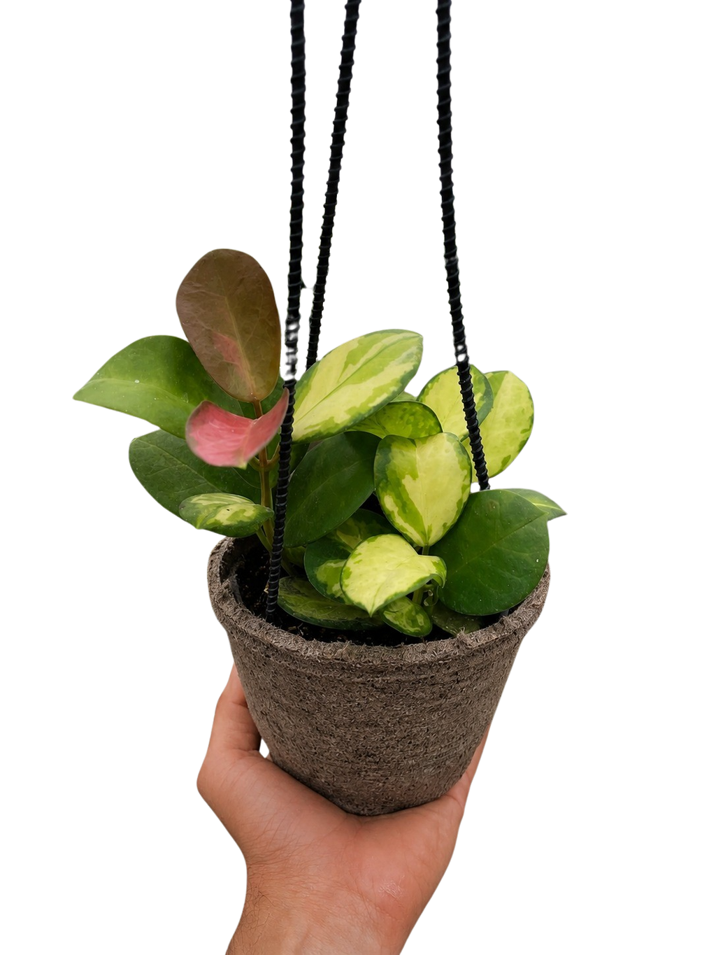 Hoya 'Lisa'