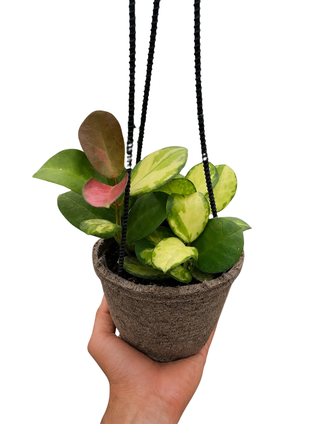 Hoya 'Lisa'