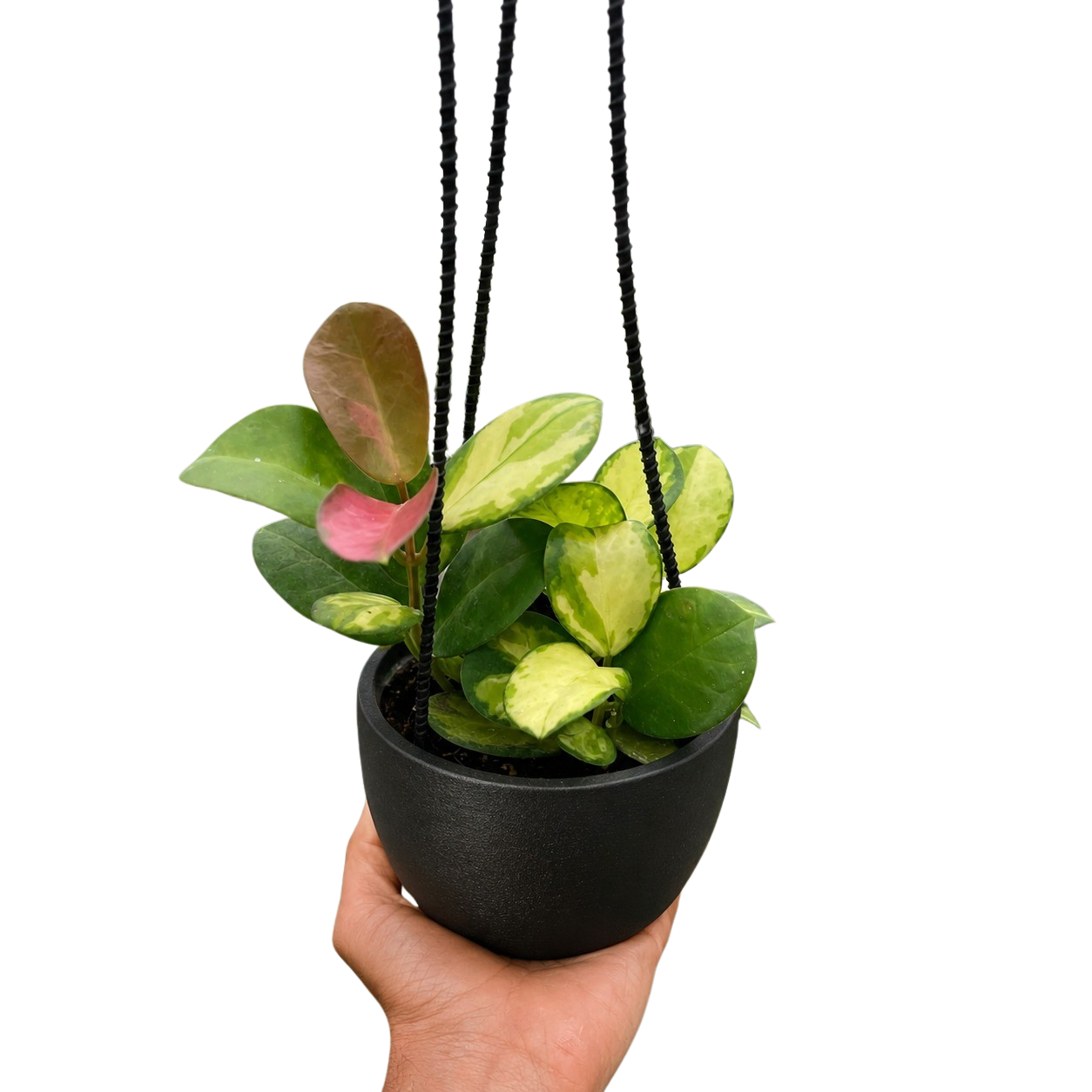 Hoya 'Lisa'