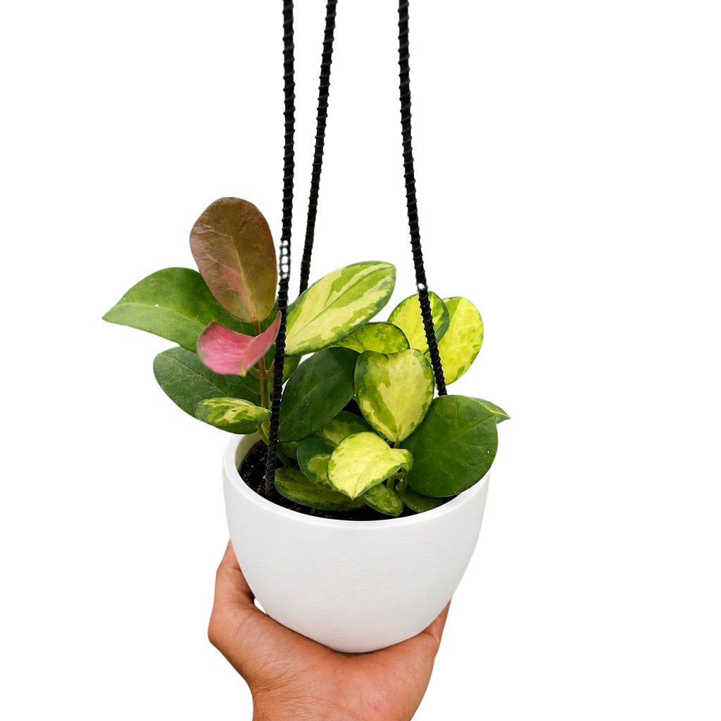 Hoya 'Lisa'