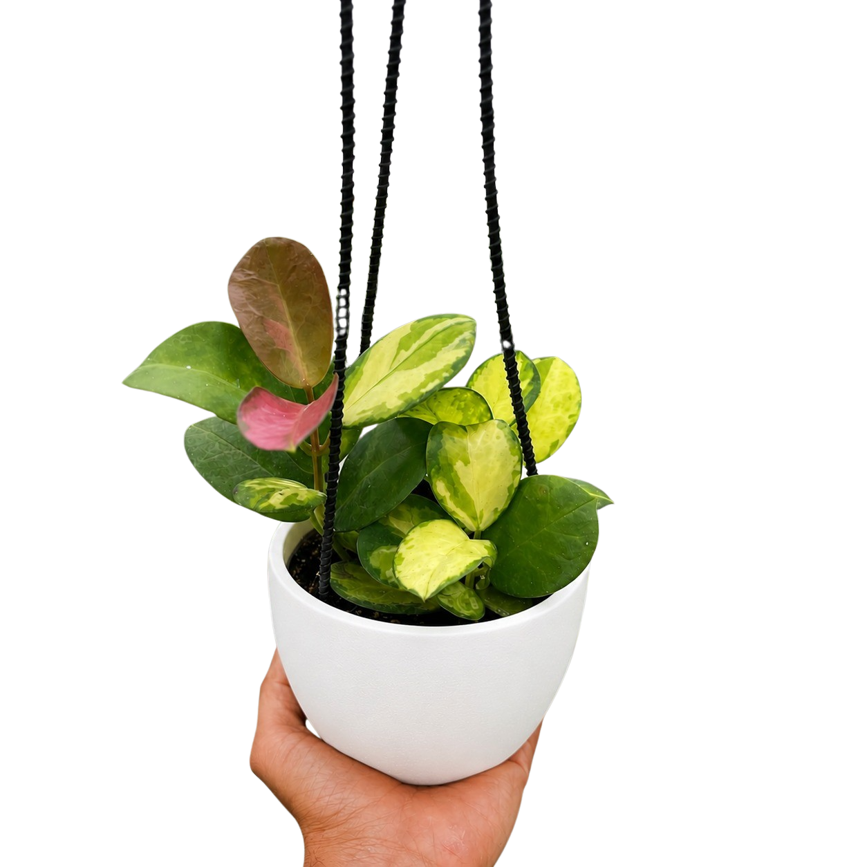 Hoya 'Lisa'