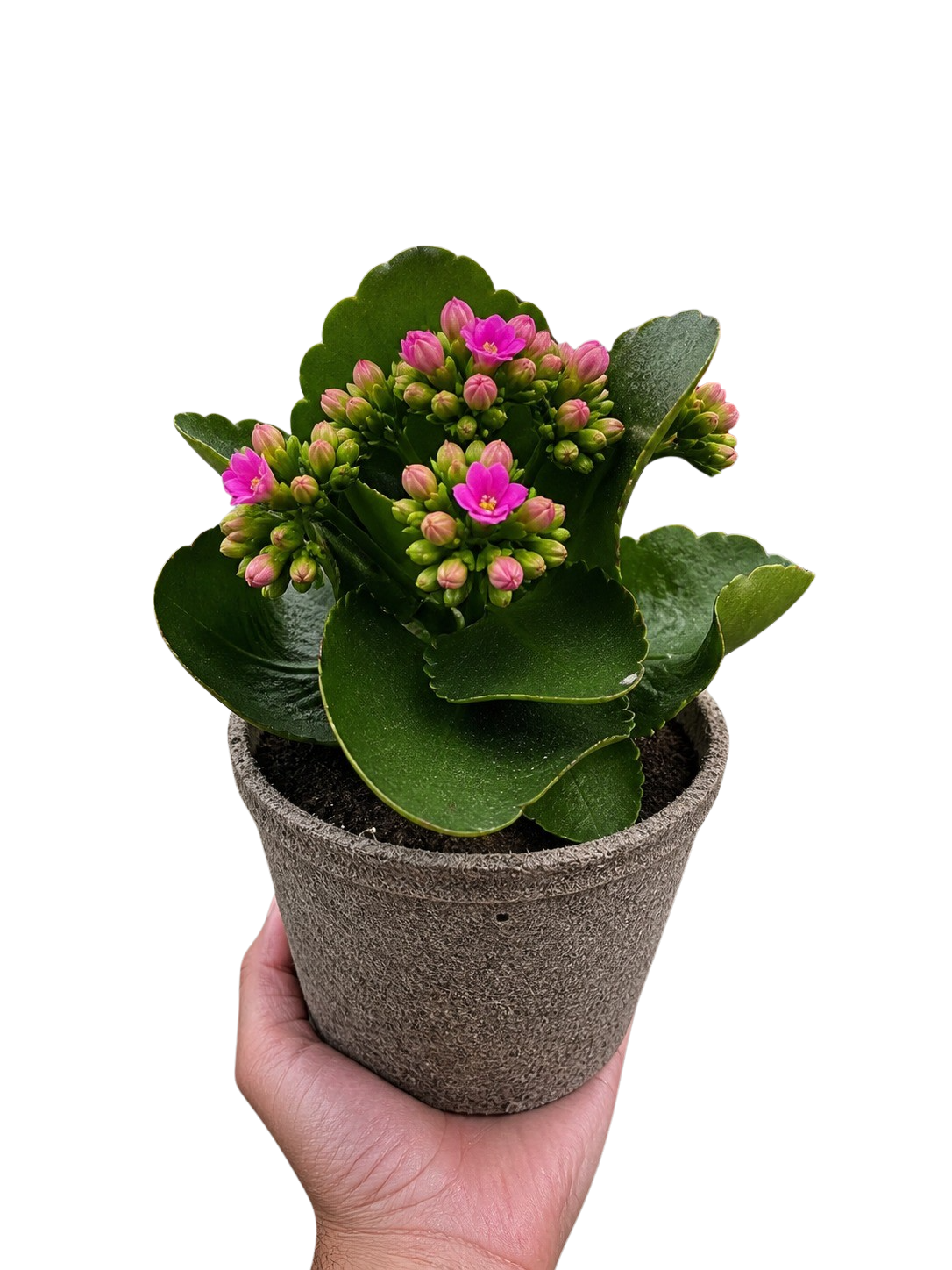 Kalanchoe 'Blossfeldiana'