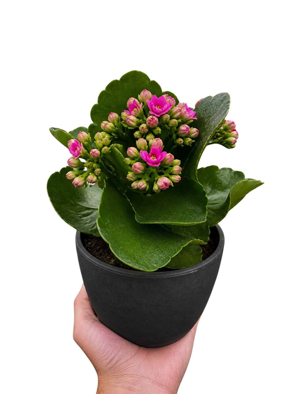 Kalanchoe 'Blossfeldiana'