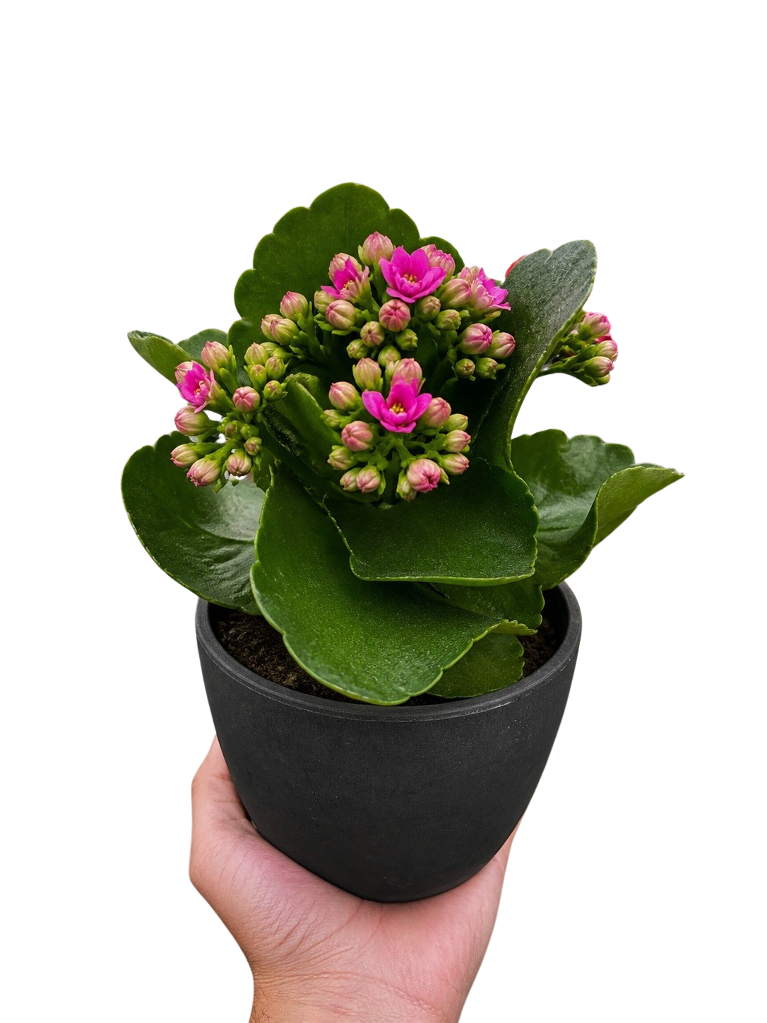 Kalanchoe 'Blossfeldiana'