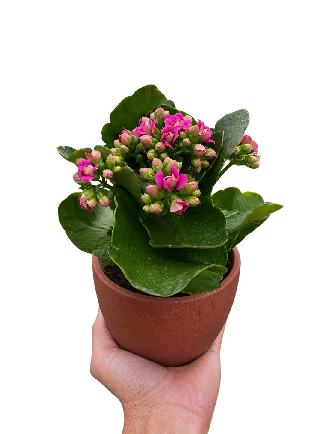 Kalanchoe 'Blossfeldiana'