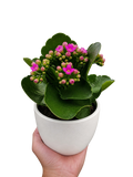 Kalanchoe 'Blossfeldiana'