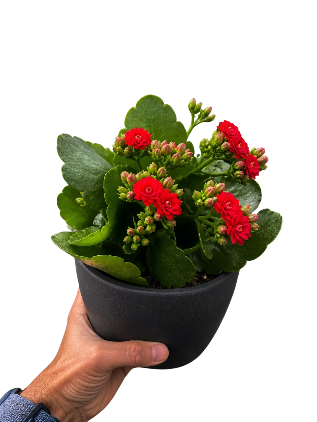 Kalanchoe 'Blossfeldiana'