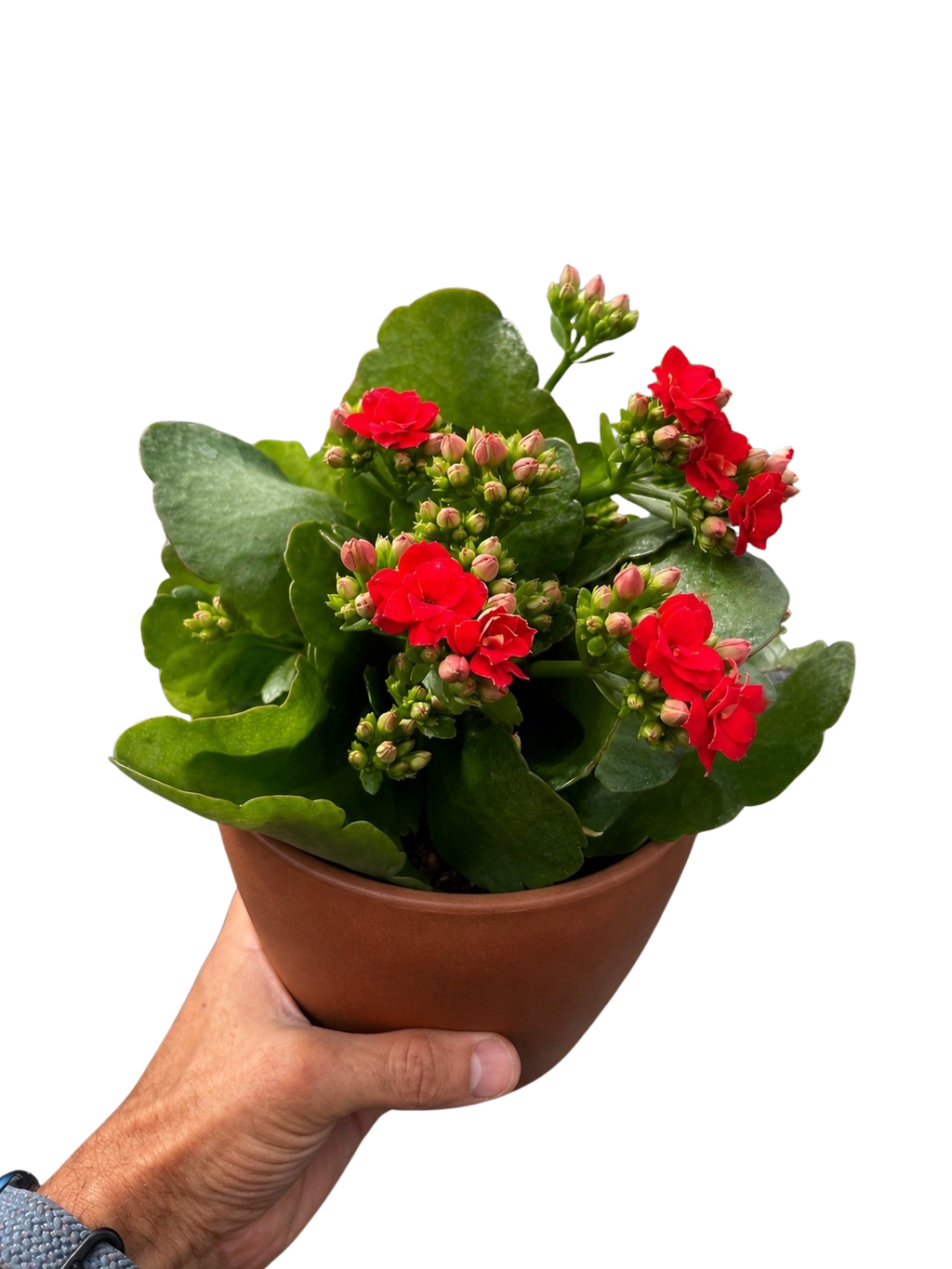 Kalanchoe 'Blossfeldiana'