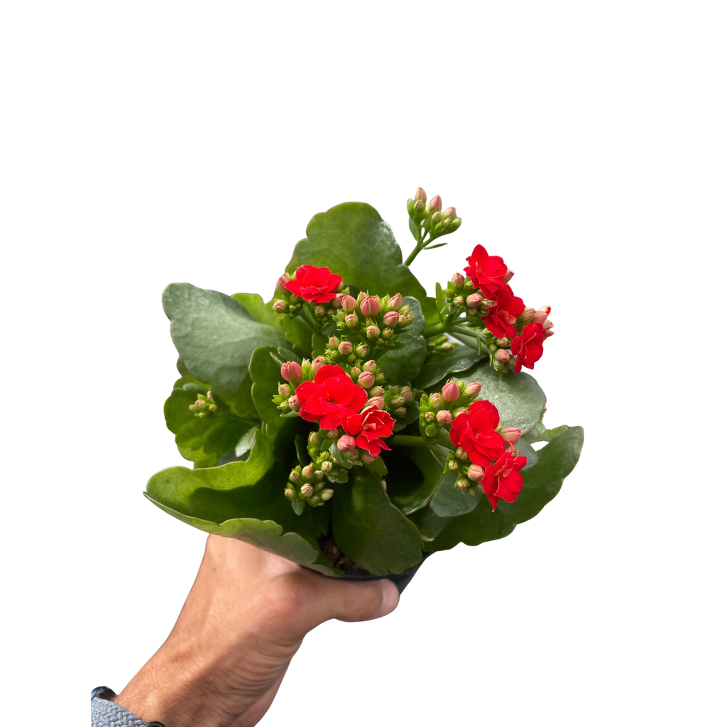 Kalanchoe 'Blossfeldiana'