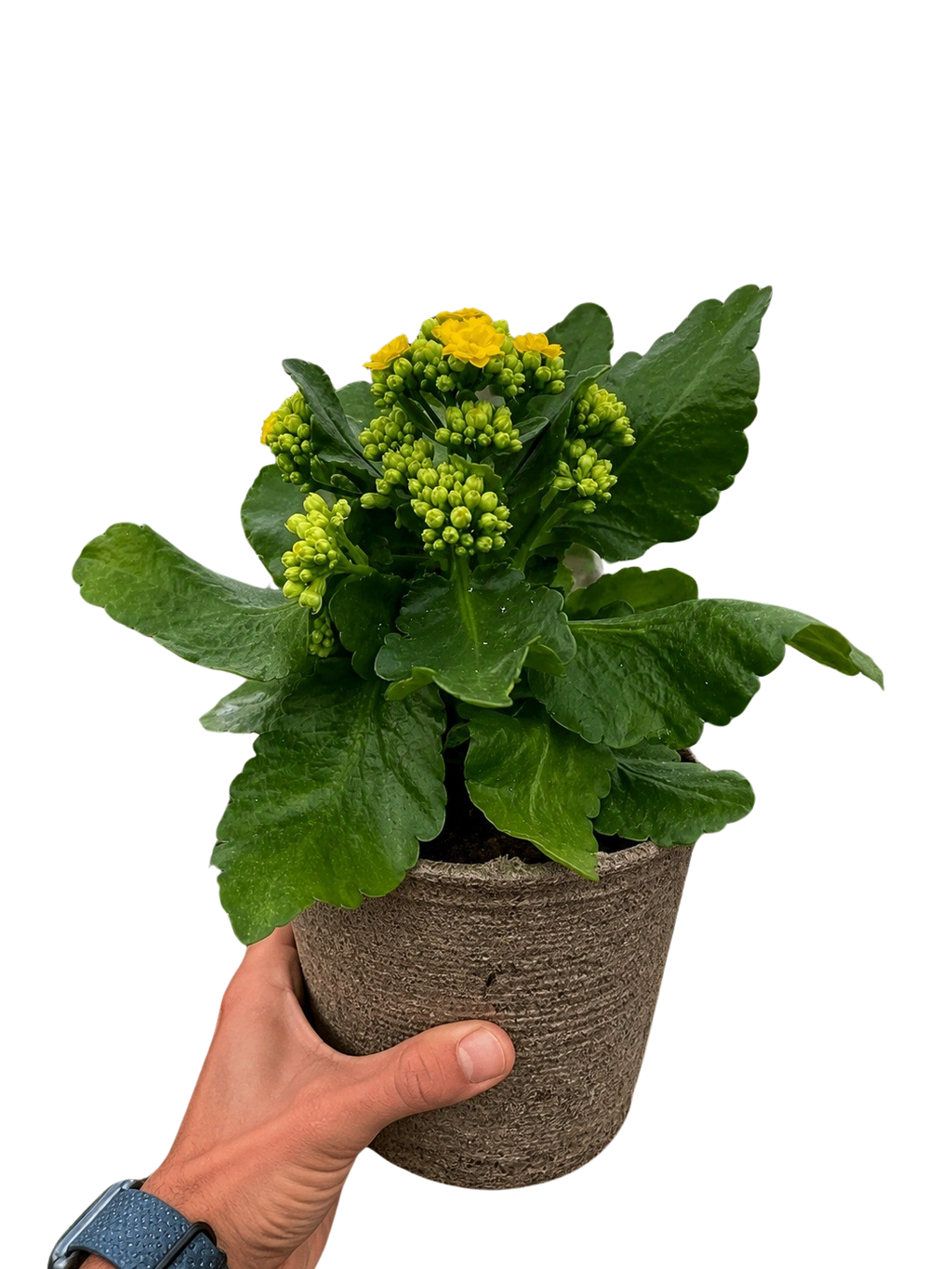 Kalanchoe 'Blossfeldiana'