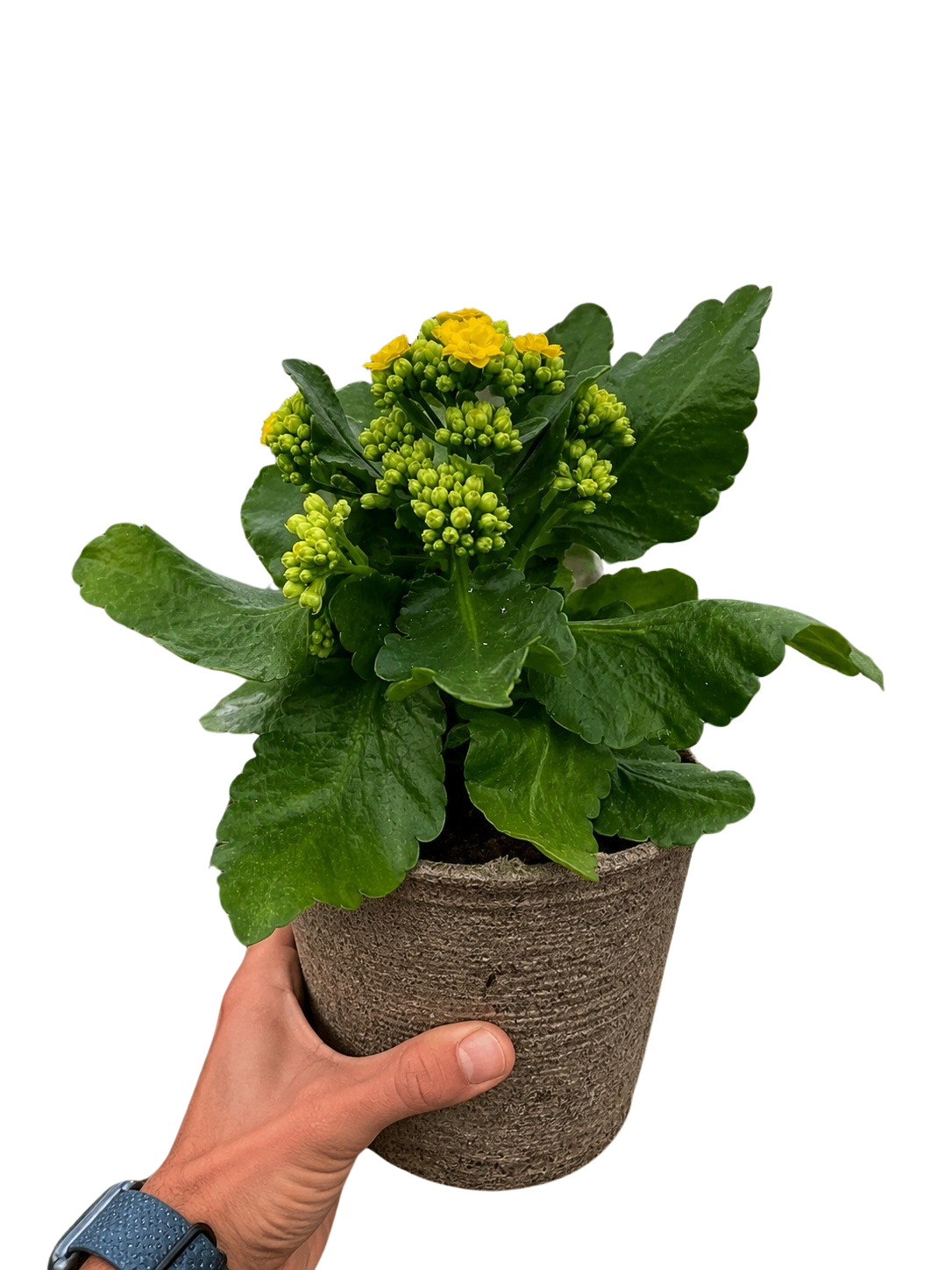 Kalanchoe 'Blossfeldiana'