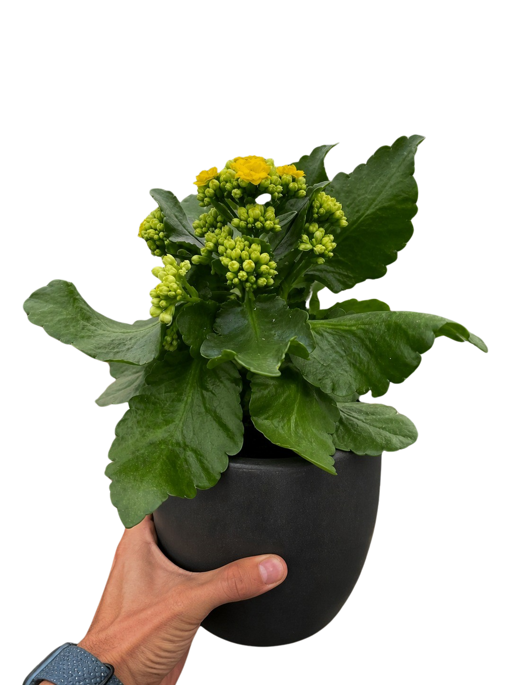 Kalanchoe 'Blossfeldiana'