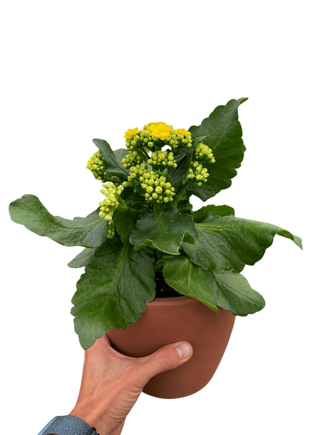 Kalanchoe 'Blossfeldiana'