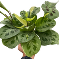 Maranta Variegated 'Beauty Kim'