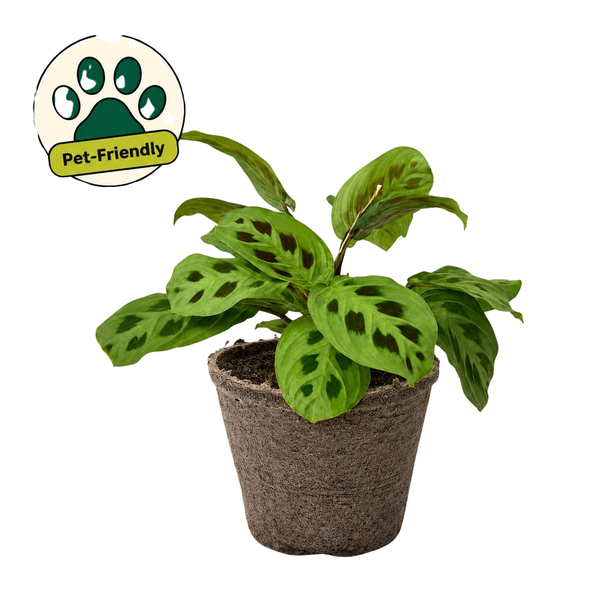Maranta 'Leuconeura'