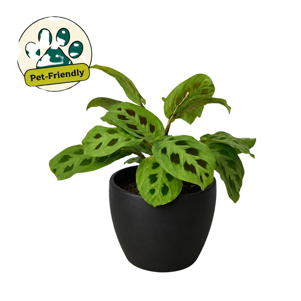 Maranta 'Leuconeura'