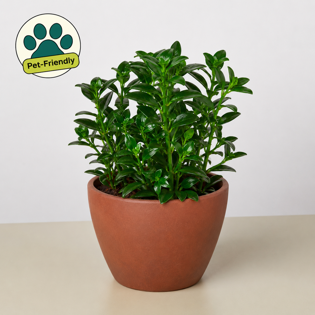 Nematanthus Candy Corn Plant 'Brazilian Firecracker'
