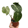 Philodendron Gloriosum