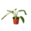 Philodendron Jose Bueno