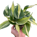Philodendron 'Silver Stripe'
