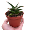 Snake 'Lavranos'