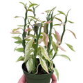 Variegated Devil's Backbone Euphorbia