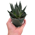 Succulent Gasteria Durban