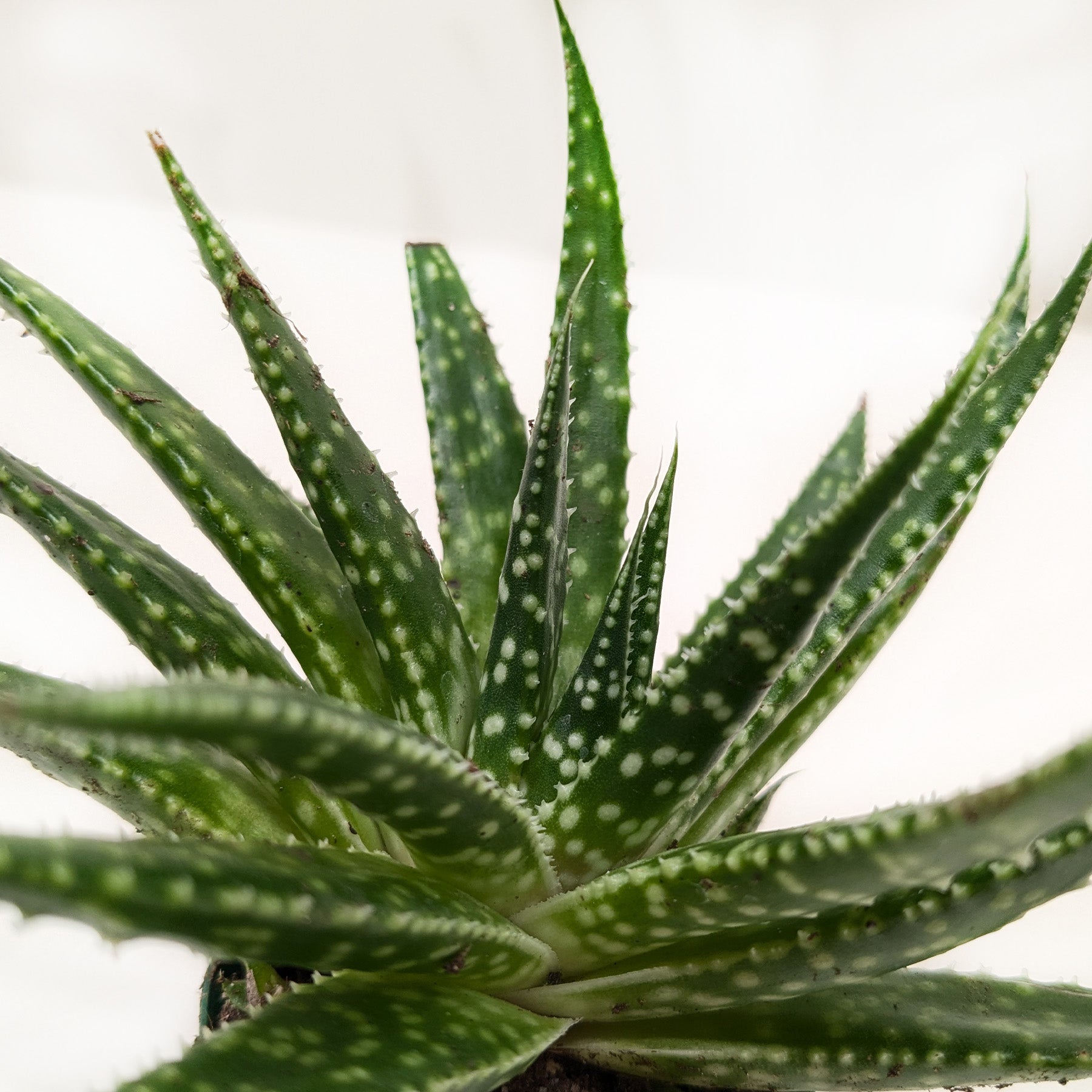Succulent Gasteria Zimflora