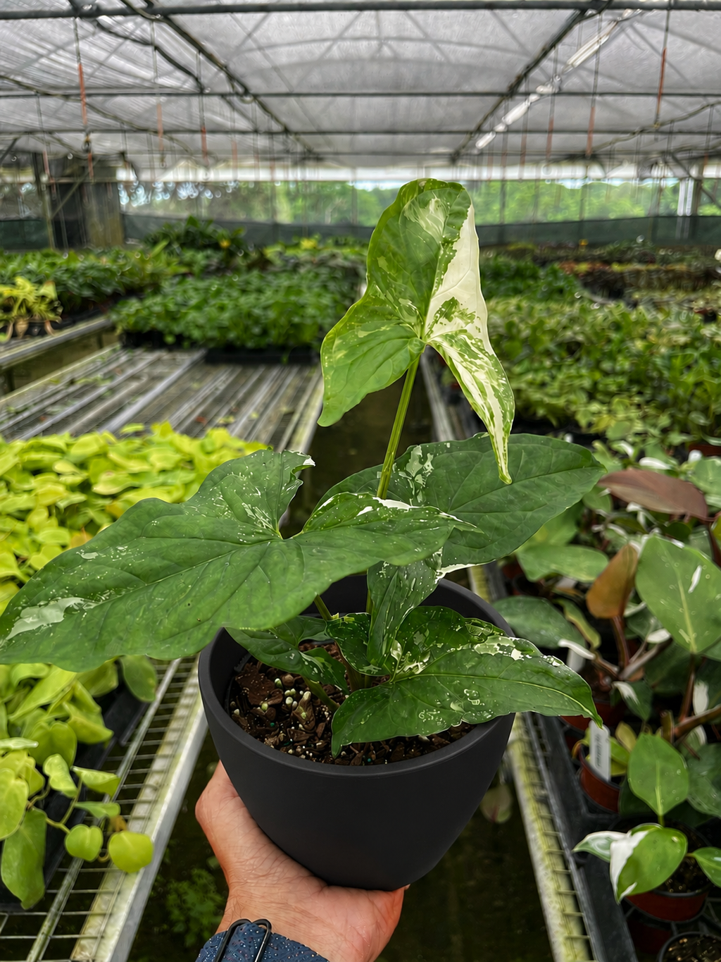 Syngonium 'Albo Variegata'