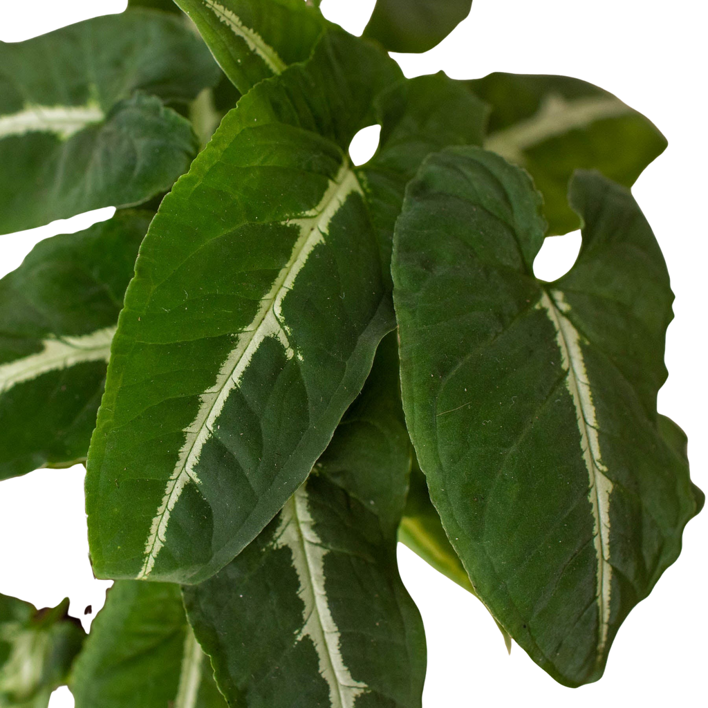 Syngonium wendlandii 'Black Velvet'