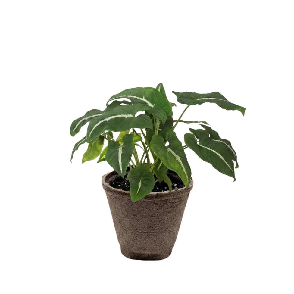 Syngonium wendlandii 'Black Velvet'