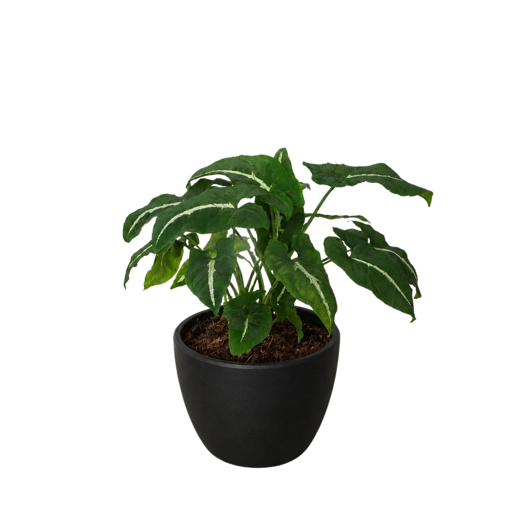 Syngonium wendlandii 'Black Velvet'