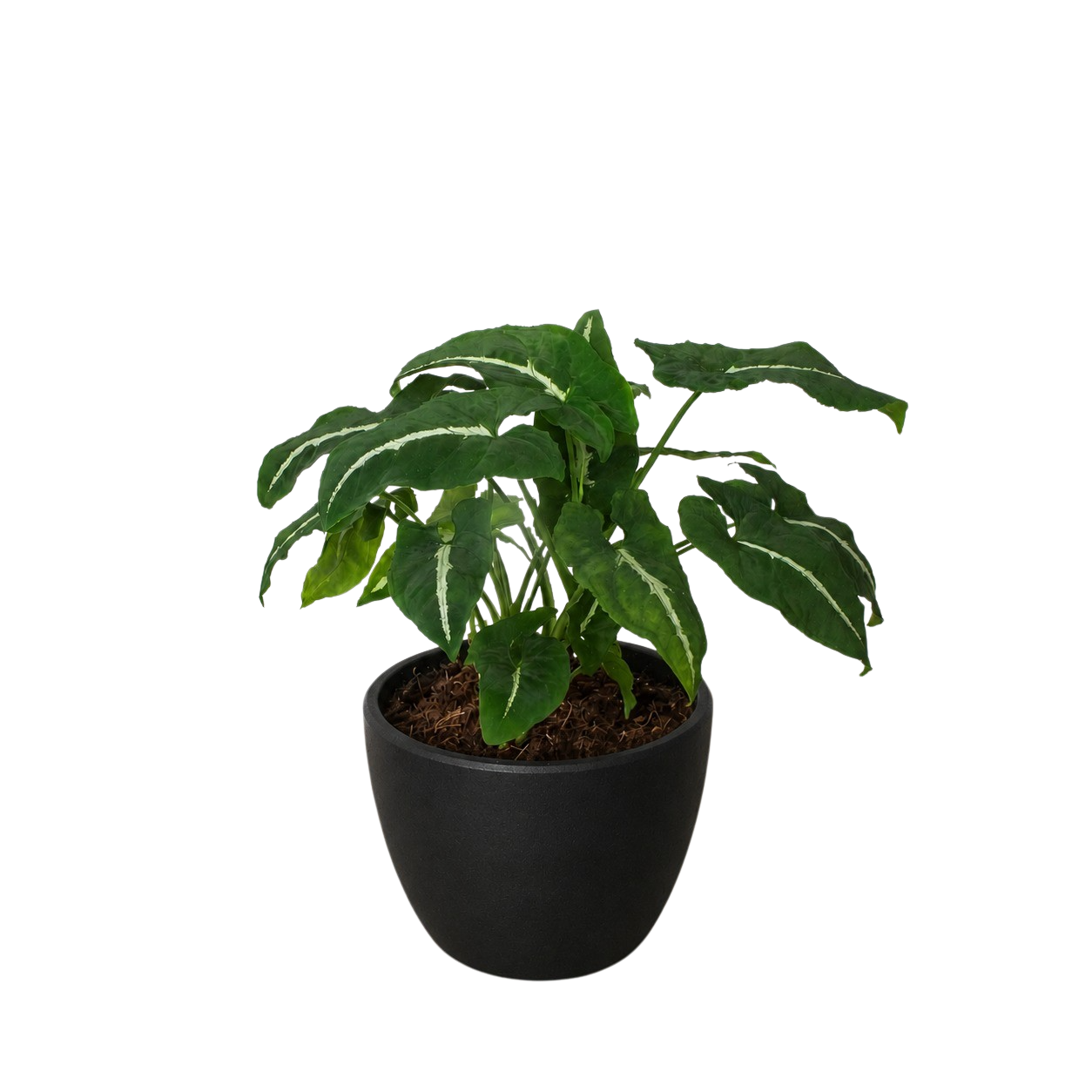 Syngonium wendlandii 'Black Velvet'